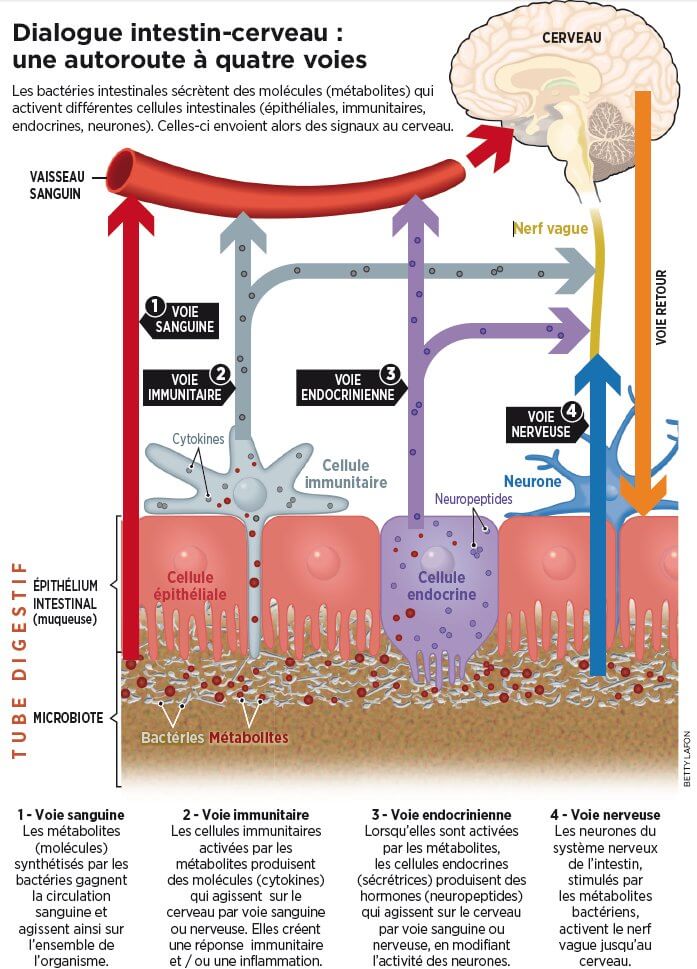 microbiote, flore instestinale, ventre deuxième cerveau Namaste Naturo - Coaching Santé et Bien-Être