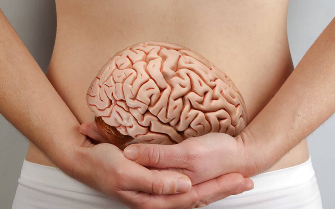 Le ventre notre deuxième cerveau
