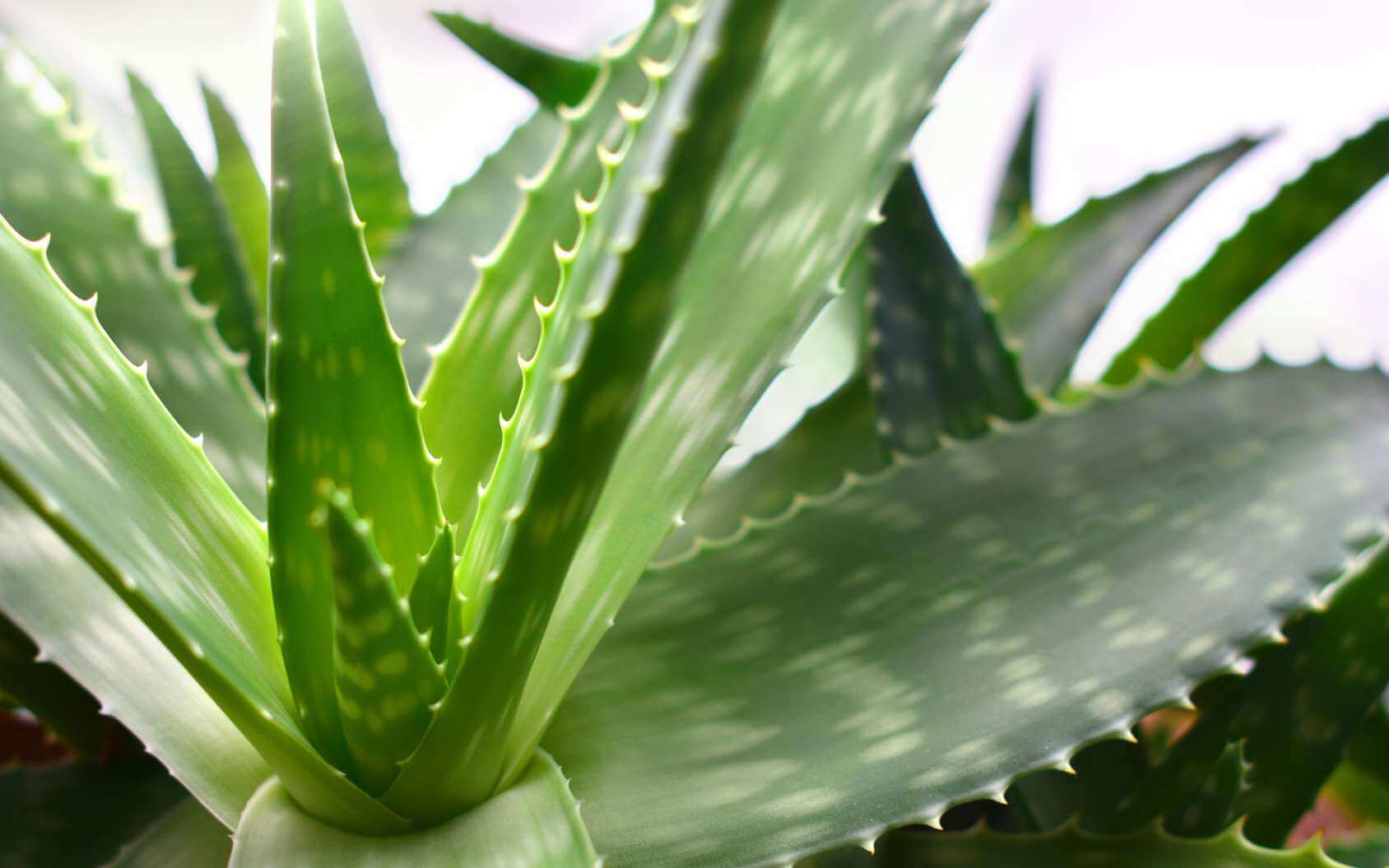 L'aloe vera est une plante extrêmement riche en en bienfaits pour la santé et le bien-être. Naturopratiques vous en dit un peu plus sur les vertus de cette merveille de la nature.