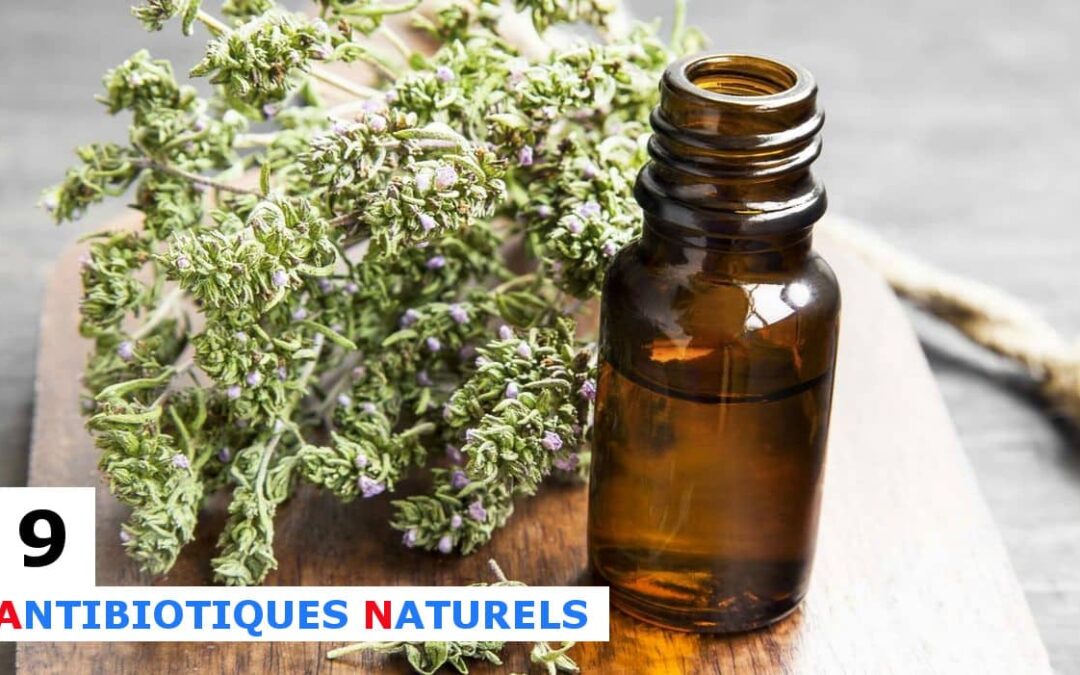 9 antibiotiques naturels qui tuent les bactéries dans votre corps