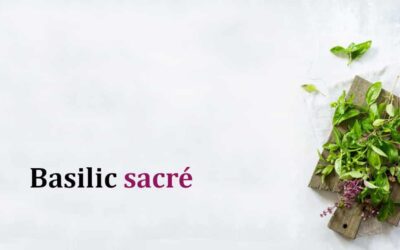 Basilic sacré: Les 12 principaux bienfaits pour la santé les plus étonnants