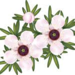 huiles essentielles Namaste Naturo - Coaching Santé et Bien-Être