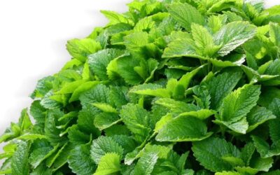 Mélisse officinale : Bienfaits et utilisations