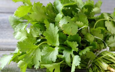 La coriandre et ses 12 secrets santé insoupçonnés