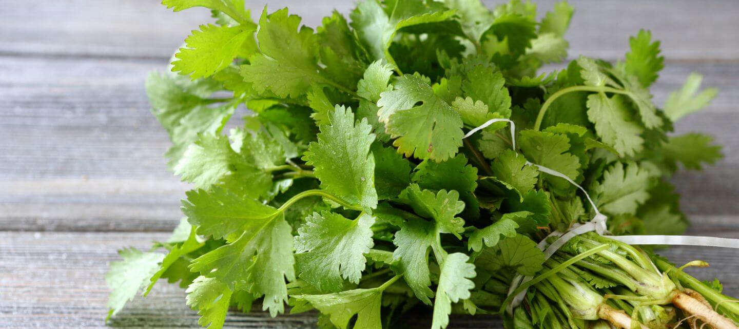 Non seulement cette herbe savoureuse et lumineuse a des applications culinaires illimitées, mais en plus la coriandre profite à l'organisme et possède de nombreuses propriétés curatives que nous vous révélons dans cet article.