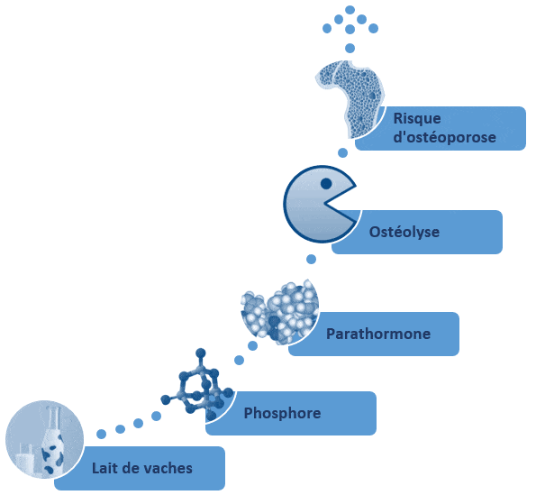 lait de vache osteoporose